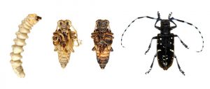 Escarabajo Longhorn: Ayuda a Detener al Escarabajo Asiatico de la Muerte de Más Árboles