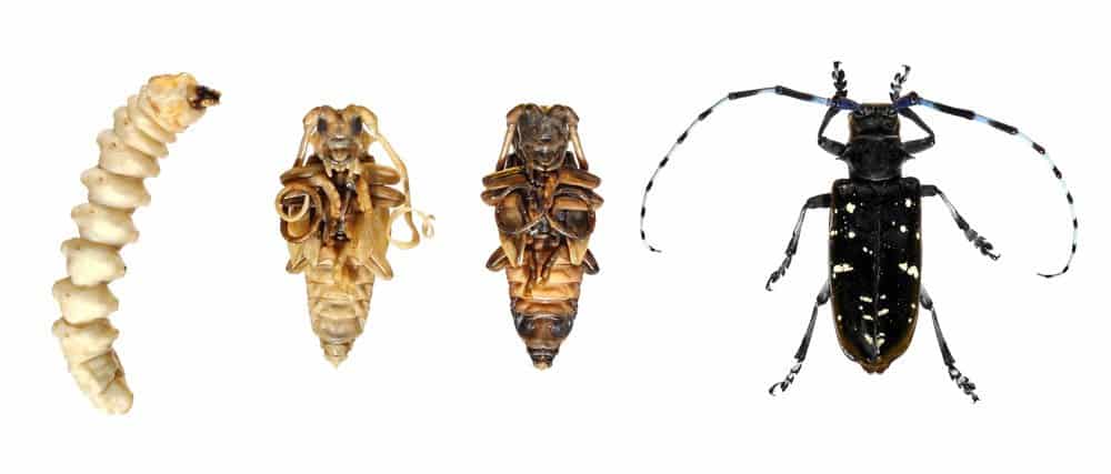 Escarabajo Longhorn: Ayuda a Detener al Escarabajo Asiatico de la Muerte de Más Árboles