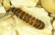 larvas de escarabajo de alfombra 