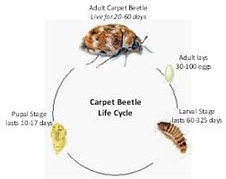Vida útil del escarabajo de la alfombra
