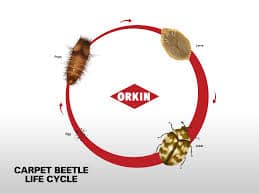 Ciclo de vida de los escarabajos de alfombra 