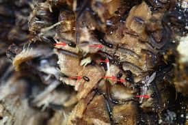 infestación de escarabajos de corteza