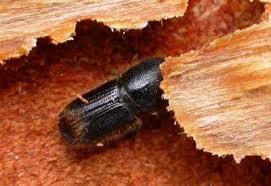 escarabajo de corteza única en el suelo