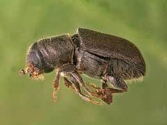 escarabajo de corteza única en el aire