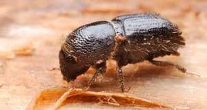 escarabajo de corteza única en el suelo