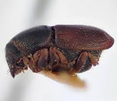 escarabajo de corteza única en el aire