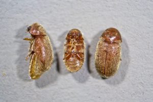 Los Escarabajos del Cigarrillo: 4 Hechos Interesantes y 2 Repelentes Efectivos