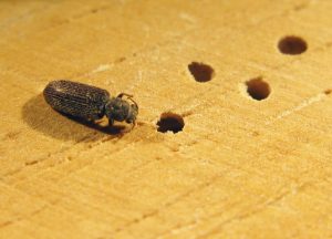 10 Mejores Repelentes para Detener los Escarabajos de Postes en Polvo