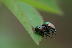 Macro de escarabajos japoneses.