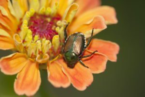 Escarabajo japonés en una Zinnia naranja brillante.