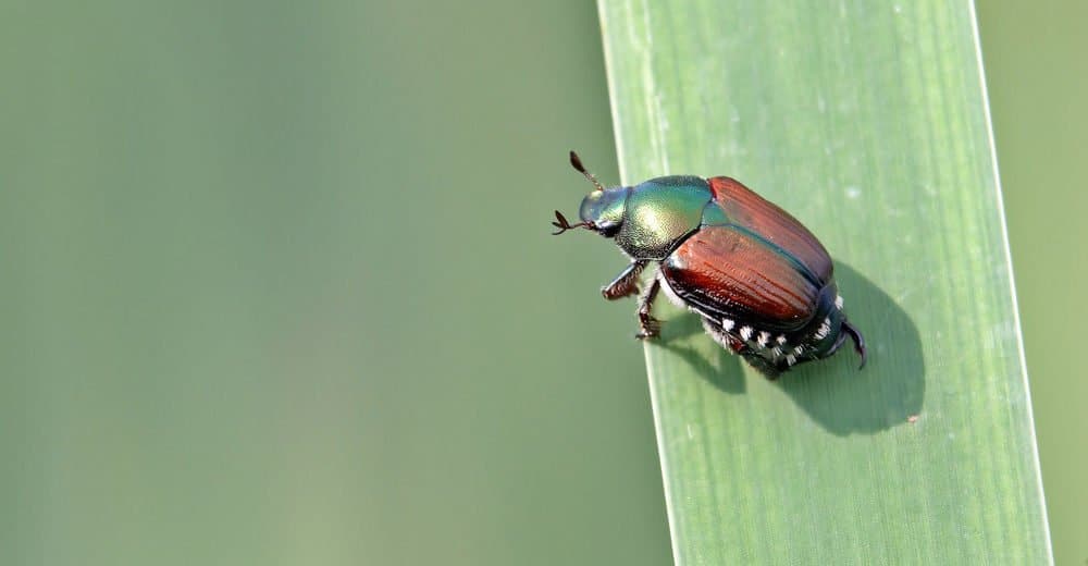 Escarabajos Japoneses: Información Básica, 6 Datos Divertidos y 5 Formas de Deshacerse de Ellos