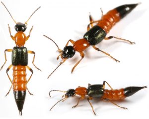 Escarabajos Vagabundos: Guía de características y características básicas
