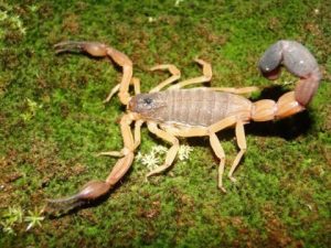 10 Especies de Escorpión Más Comunes y Cómo Identificarlas