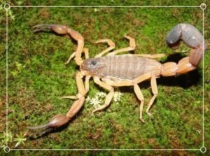 Escorpión a Rayas de Guayana