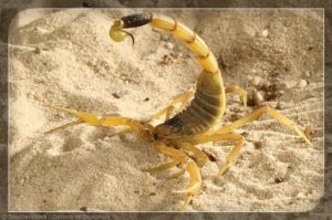 Escorpión de Tierra Amarillo