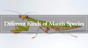 Mantis – Diferentes Tipos de Especies de Mantis (2018)