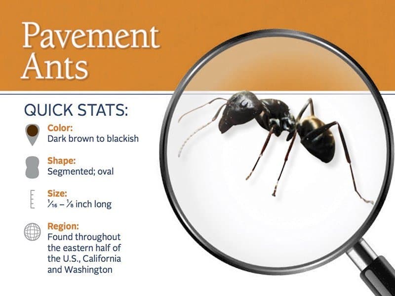 Cómo Deshacerse de Hormigas de Pavimento en Casa con Métodos Naturales y Químicos?