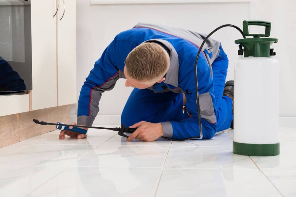 Un experto insectos macho está limpiando el suelo con herramientas