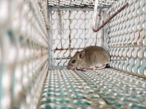 Un ratón está atrapado en una jaula