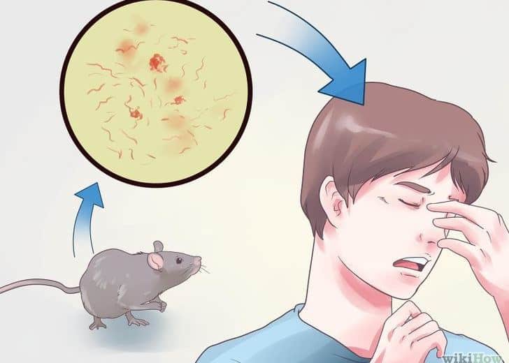Lo que es la Fiebre de Mordedura de Rata: Peligros para los Seres Humanos, Síntomas y Tratamientos