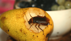 Palmetto insecto comiendo una manzana