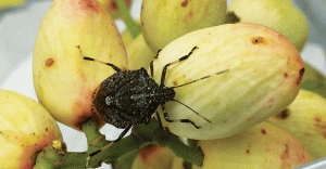 Un insecto apestoso está comiendo frutas