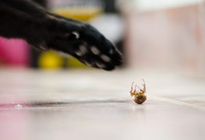 Garra de gato está listo para abofetear un insecto en el suelo