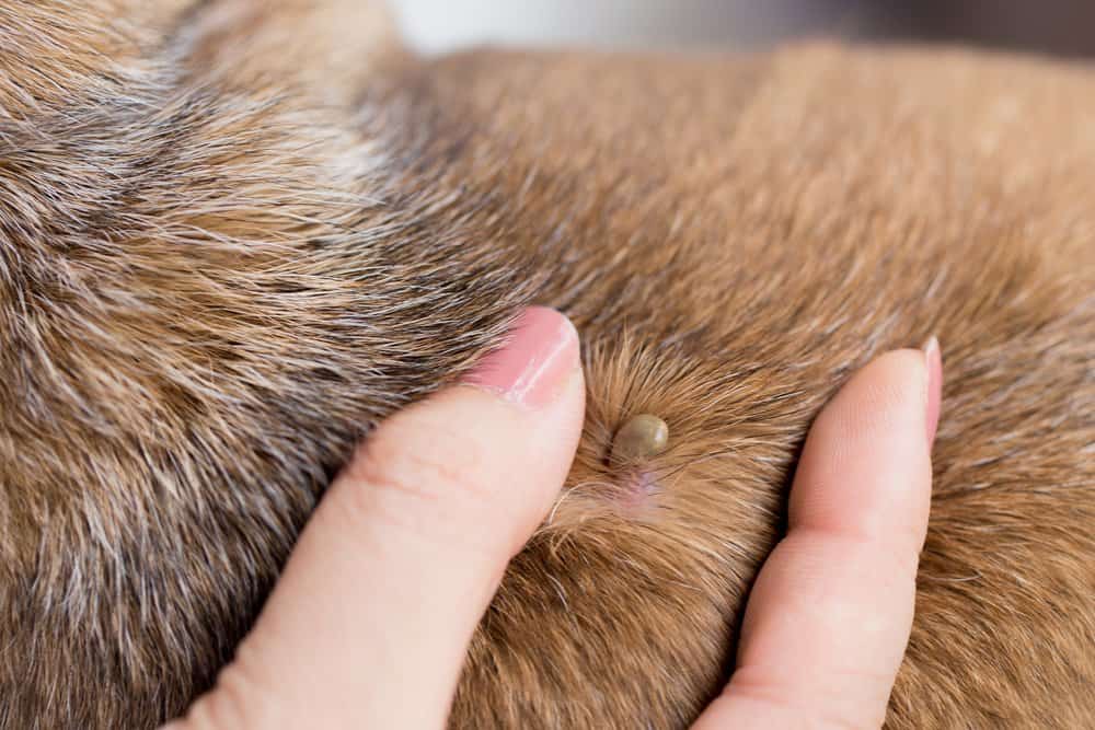 ¿Cuáles son los Síntomas de las Garrapatas en los Perros?