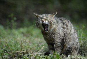 26 Mordeduras más Poderosas en el Reino Animal