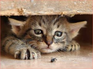 Un gato de lino está persiguiendo a un bicho debajo de la cama