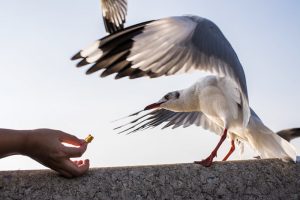 Gaviota de alimentación humana