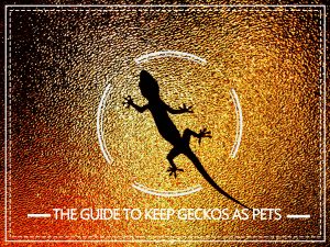 Cuidado de Gecko — La Guía Completa para Mantener Geckos como Mascotas
