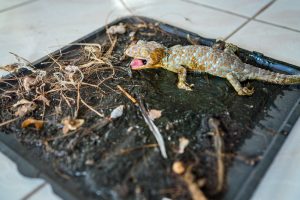 Para atrapar a un lagarto con un disparo de primer plano: Tokay gecko en trampa de pegamento.