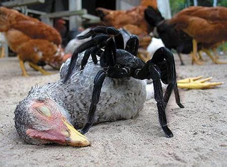 7 Datos Divertidos Sobre el Goliat Pájaro Comiendo Araña