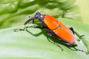 Escarabajos: Información Básica, 6 Tipos de Escarabajos y Datos Divertidos