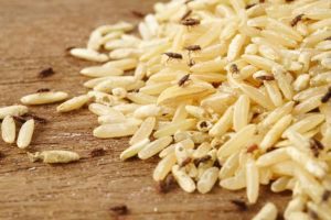 Gorgojo destruye el arroz integral