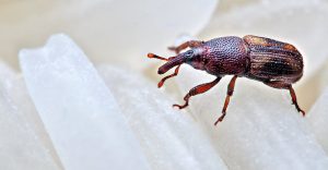 Fotografía macra del primer extremo del gorgojo del arroz.