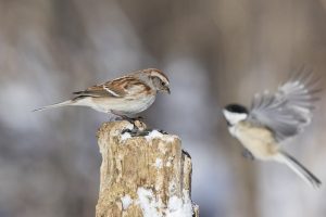 Gorriones cantores en invierno