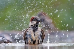 Gorrión bañándose con salpicaduras