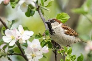 Gorrión garganta blanca con flores de manzano en primavera