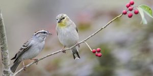 Chispeo de Espantapájaros: 9 Datos Interesantes le Ayudan a Conocerlos a Todos