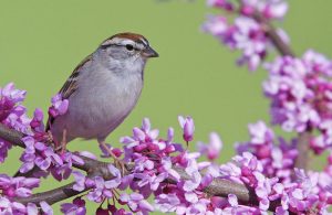 Gorrión saltarín, encaramado, en, un, florecimiento, oriental, redbud, árbol