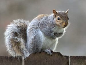 Linda ardilla gris en la valla.