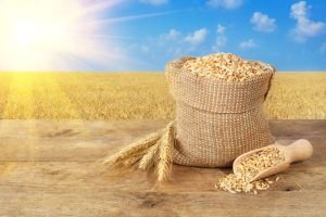 Granos de trigo en bolsa en la mesa de madera en el campo de trigo con sol