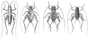 Datos Interesantes Sobre el Insecto Grillo: 10 Respuestas Rápidas, 7 Preguntas y Respuestas
