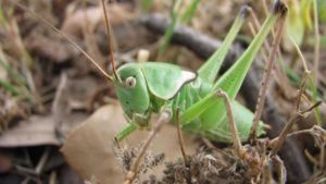 Grillo verde en la naturaleza