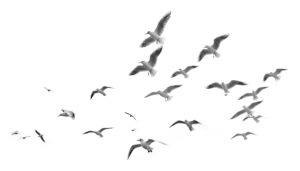 Grupo de gaviotas volando