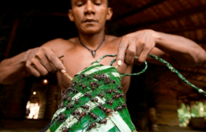 Hombre sosteniendo hormiga de bala guante
