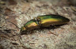 Haga Clic en Escarabajos: Datos Básicos y Cómo Controlar
