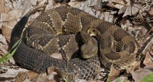 ¿Serpientes Hibernan? 9 Respuestas a una Pregunta Compleja